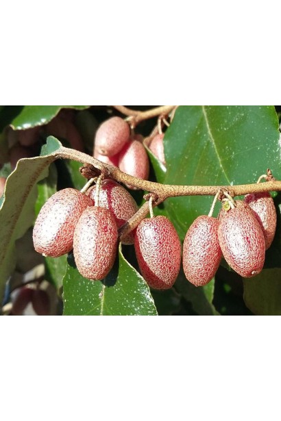 Достигання ягід Елеагнуса Еббінге